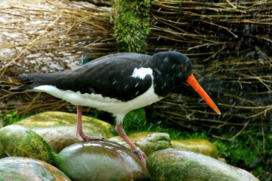 Austernfischer Zoo Vivarium Darmstadt 2016