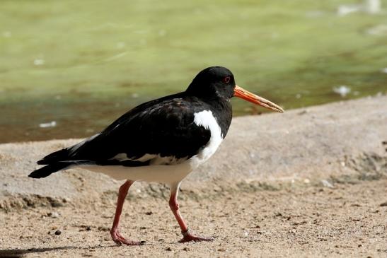 Austernfischer Zoo Vivarium Darmstadt 2019