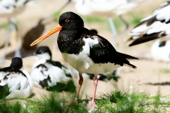 Austernfischer Zoo Vivarium Darmstadt 2020