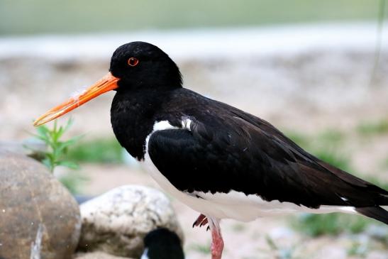 Austernfischer Zoo Vivarium Darmstadt 2020