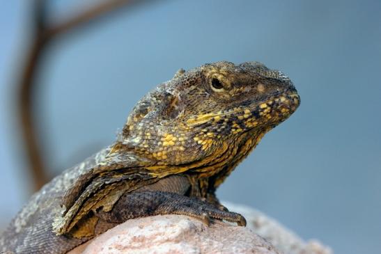 Australische Kragenechse Zoo Vivarium Darmstadt 2014