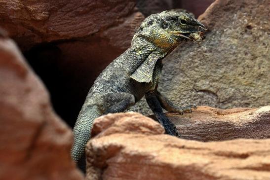 Australische Kragenechse Zoo Vivarium Darmstadt 2014