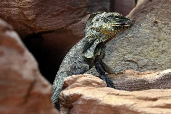 Australische Kragenechse Zoo Vivarium Darmstadt 2014