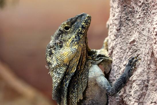 Australische Kragenechse Zoo Vivarium Darmstadt 2014