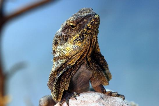 Australische Kragenechse Zoo Vivarium Darmstadt 2014