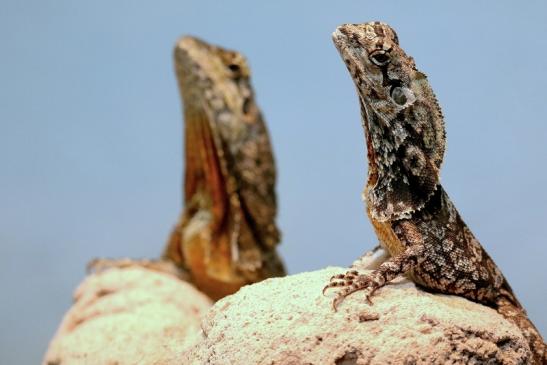 Australische Kragenechse Zoo Vivarium Darmstadt 2018