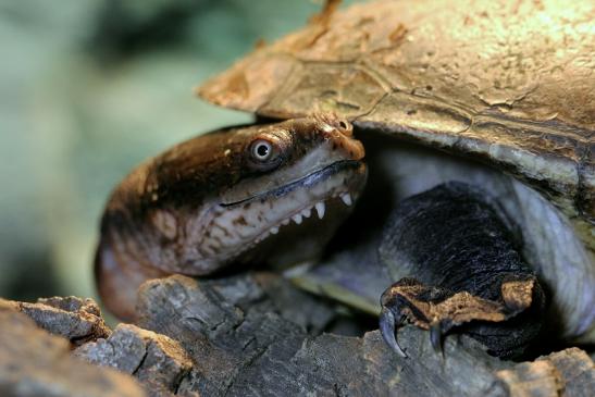 Australische Schlangenhalsschildkröte Zoo Vivarium Darmstadt 2016