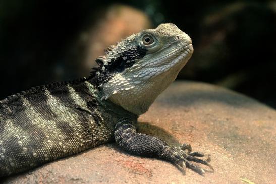 Australische Wasseragame Exotarium Zoo Frankfurt am Main 2014