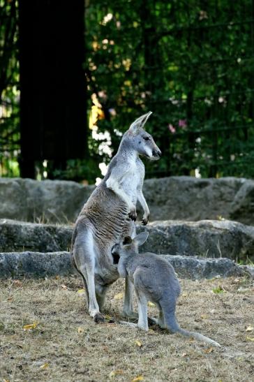 Australisches Riesenkänguru Opel Zoo Kronberg 2018