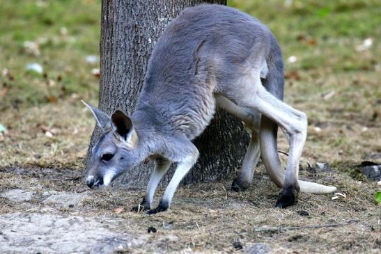 Australisches Riesenkänguru Opel Zoo Kronberg 2018