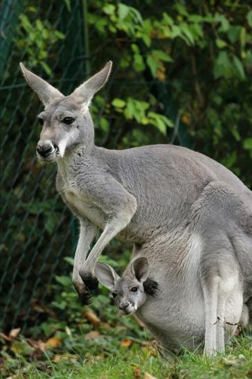 Australisches Riesenkänguru Opel Zoo Kronberg 2014