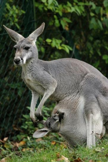 Australisches Riesenkänguru Opel Zoo Kronberg 2014