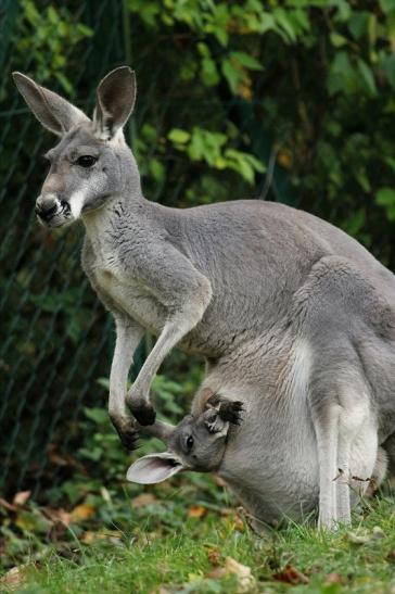 Australisches Riesenkänguru Opel Zoo Kronberg 2014