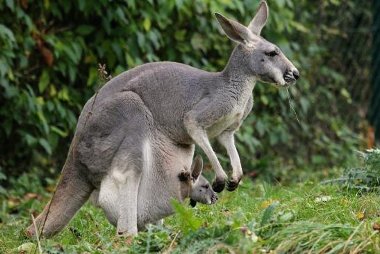 Australisches Riesenkänguru Opel Zoo Kronberg 2014