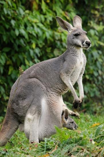 Australisches Riesenkänguru Opel Zoo Kronberg 2014