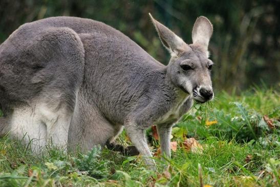 Australisches Riesenkänguru Opel Zoo Kronberg 2014