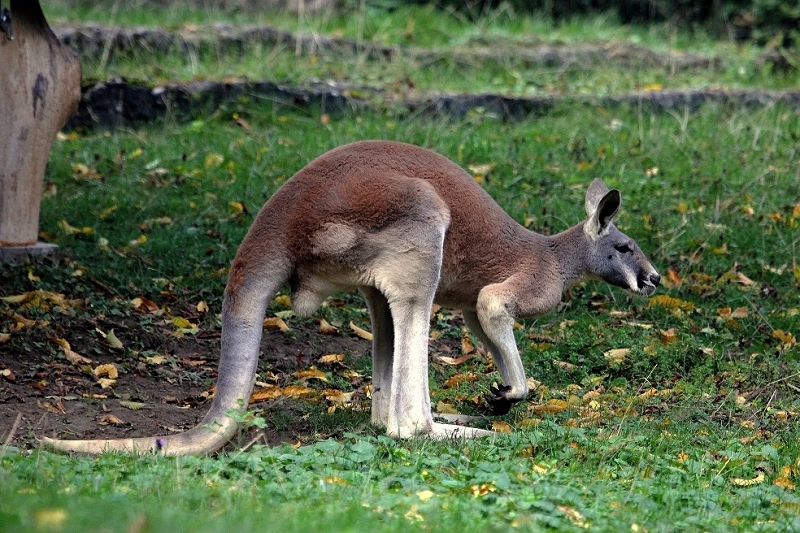 Australisches Riesenkänguru Opel Zoo Kronberg 2014