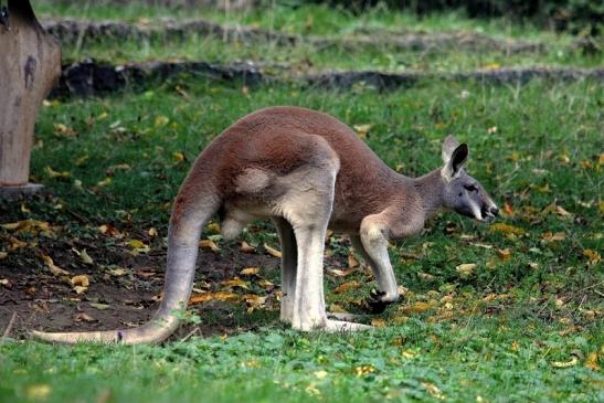 Australisches Riesenkänguru Opel Zoo Kronberg 2014