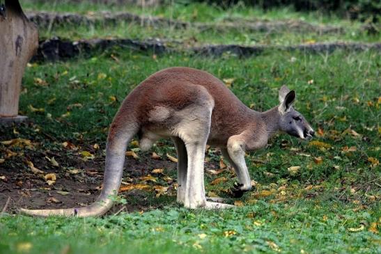 Australisches Riesenkänguru Opel Zoo Kronberg 2014