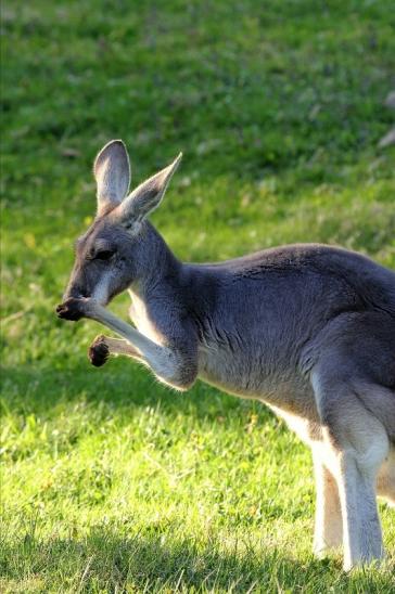 Australisches Riesenkänguru Opel Zoo Kronberg 2015