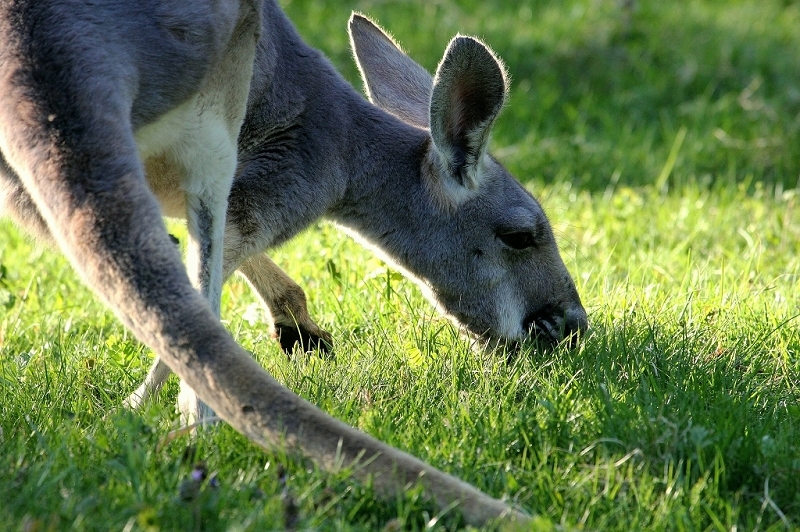 Australisches Riesenkänguru Opel Zoo Kronberg 2015