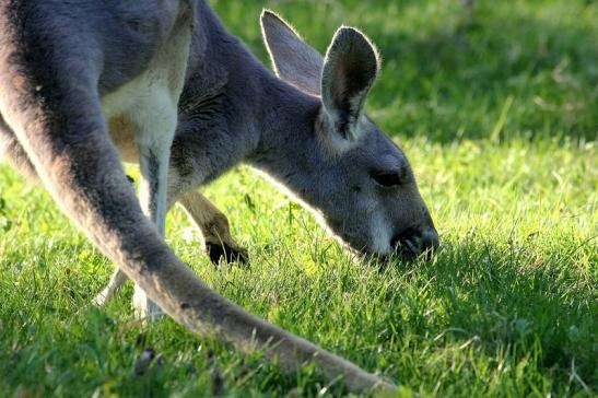 Australisches Riesenkänguru Opel Zoo Kronberg 2015