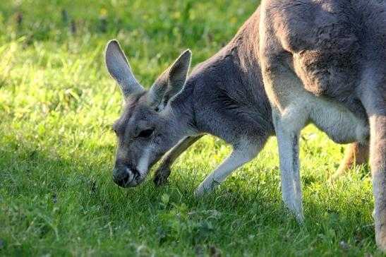 Australisches Riesenkänguru Opel Zoo Kronberg 2015