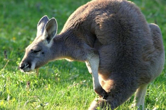 Australisches Riesenkänguru Opel Zoo Kronberg 2015