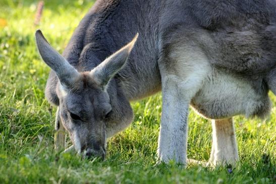 Australisches Riesenkänguru Opel Zoo Kronberg 2015