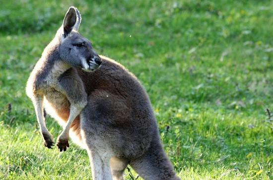 Australisches Riesenkänguru Opel Zoo Kronberg 2015