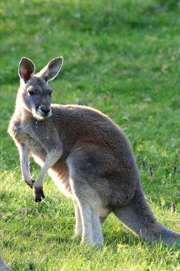 Australisches Riesenkänguru Opel Zoo Kronberg 2015