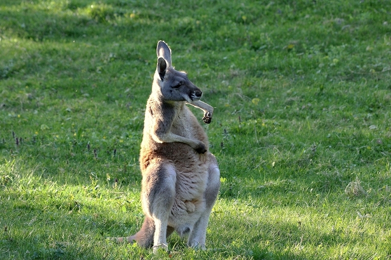 Australisches Riesenkänguru Opel Zoo Kronberg 2015