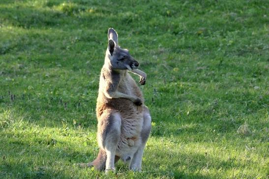 Australisches Riesenkänguru Opel Zoo Kronberg 2015