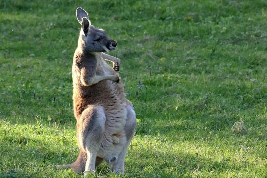 Australisches Riesenkänguru Opel Zoo Kronberg 2015