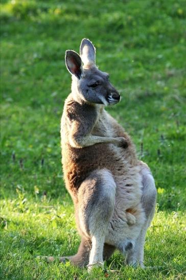 Australisches Riesenkänguru Opel Zoo Kronberg 2015