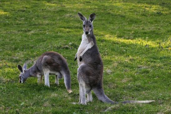 Australisches Riesenkänguru Opel Zoo Kronberg 2015