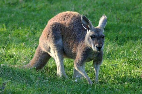 Australisches Riesenkänguru Opel Zoo Kronberg 2015