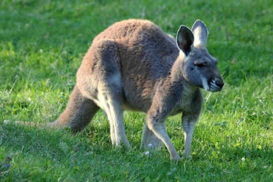 Australisches Riesenkänguru Opel Zoo Kronberg 2015