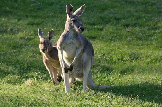 Australisches Riesenkänguru Opel Zoo Kronberg 2015