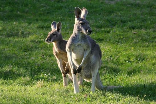 Australisches Riesenkänguru Opel Zoo Kronberg 2015