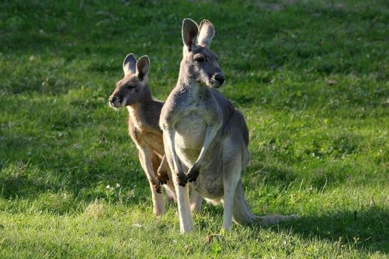 Australisches Riesenkänguru Opel Zoo Kronberg 2015