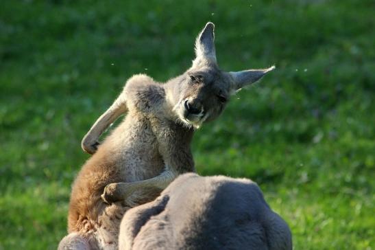 Australisches Riesenkänguru Opel Zoo Kronberg 2015