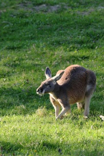 Australisches Riesenkänguru Opel Zoo Kronberg 2015