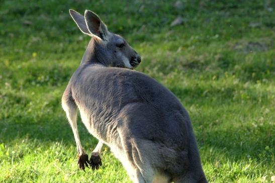 Australisches Riesenkänguru Opel Zoo Kronberg 2015