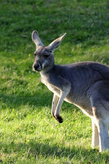 Australisches Riesenkänguru Opel Zoo Kronberg 2015