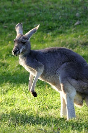 Australisches Riesenkänguru Opel Zoo Kronberg 2015