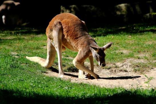 Australisches Riesenkänguru Opel Zoo Kronberg 2016