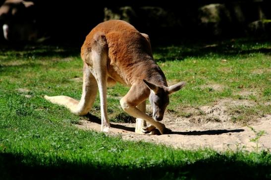 Australisches Riesenkänguru Opel Zoo Kronberg 2016