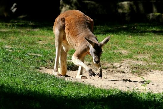 Australisches Riesenkänguru Opel Zoo Kronberg 2016