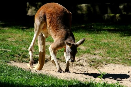 Australisches Riesenkänguru Opel Zoo Kronberg 2016